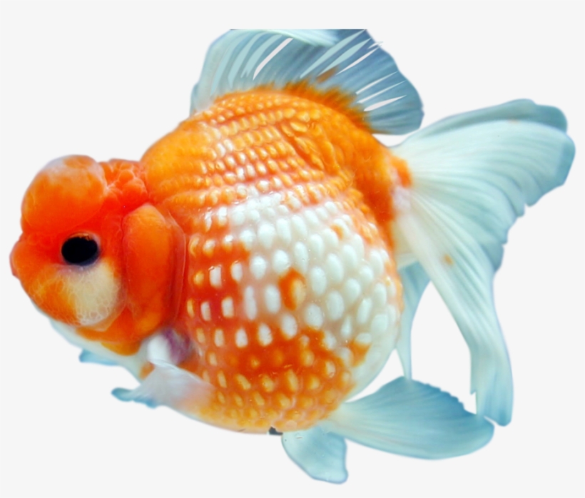 Goldfish Png Free Download - Goldfish Png, transparent png