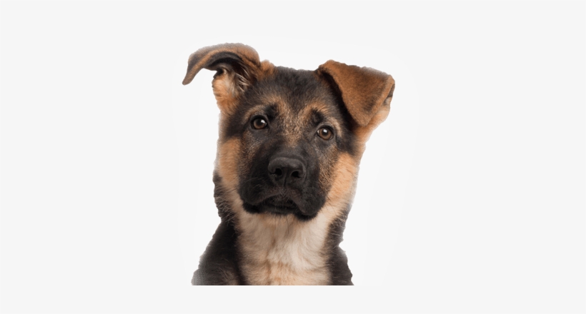 Young German Shepherd - Cute German Shepherd Png, transparent png