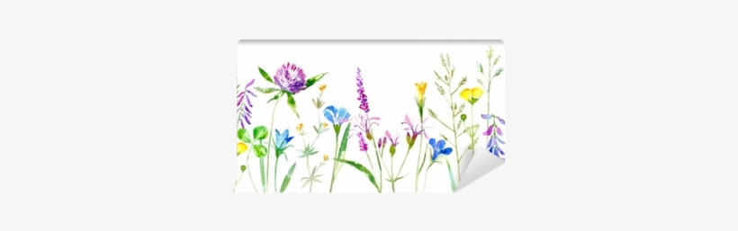 Floral Border Of A Wild Flowers And Herbs On A White - White Background Grass Flower, transparent png