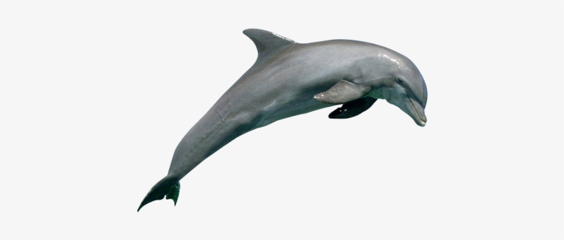 Dolphin Png Image - Dolphin Png, transparent png