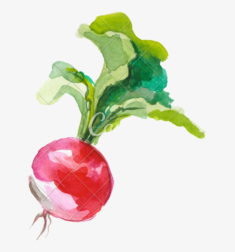 Png Stock Radish Photos By Canva - Radish Watercolor, transparent png