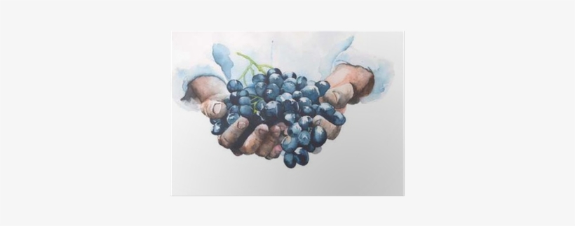 Grapes In Hands Watercolor Painting Illustration Isolated - Grapes Hands, transparent png