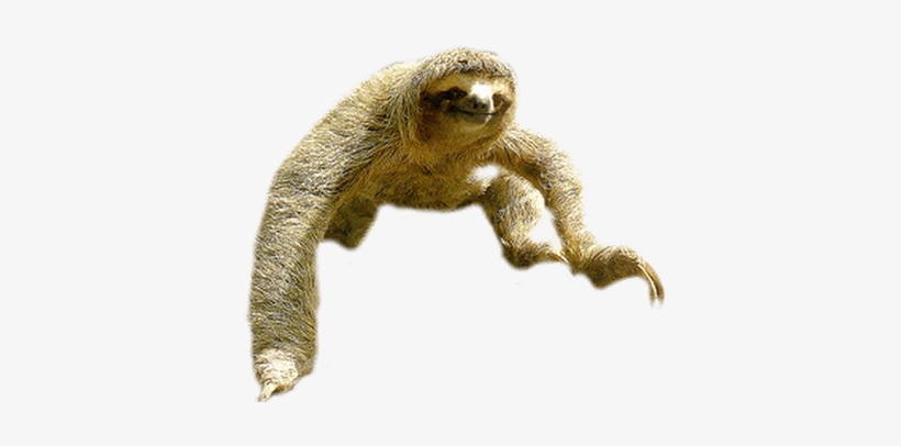 Sloth Jump - Perezoso Png, transparent png
