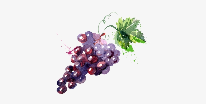 Grape Watercolor Painting Drawing Illustration, transparent png