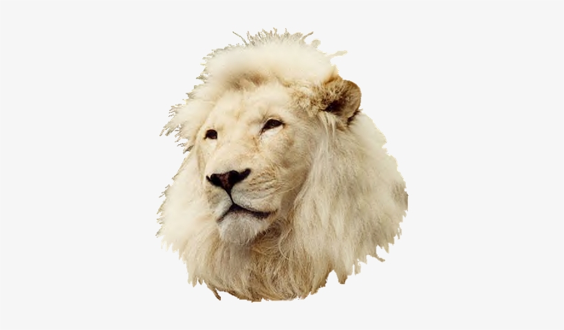 White-lionhead - Masai Lion, transparent png