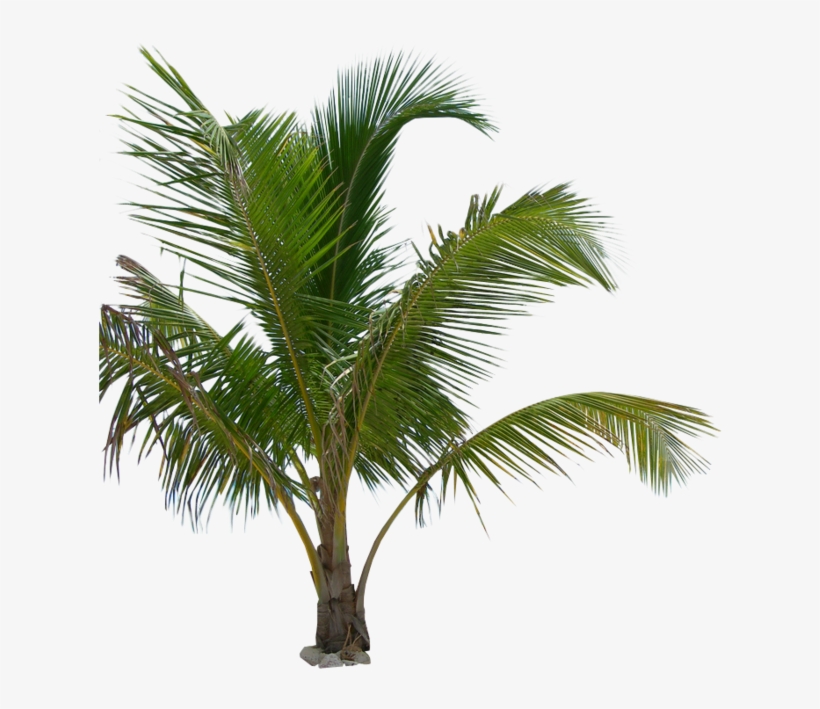 Free Icons Png - Palm Tree Plant Png, transparent png