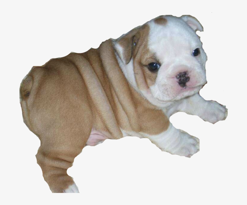 Bulldog Free Png Transparent Bulldog - Bulldog Png, transparent png