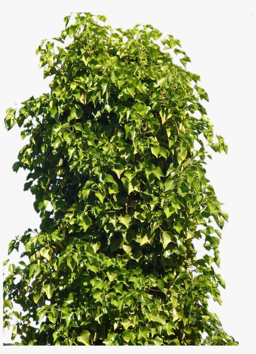 Free Icons Png - Bush Png, transparent png