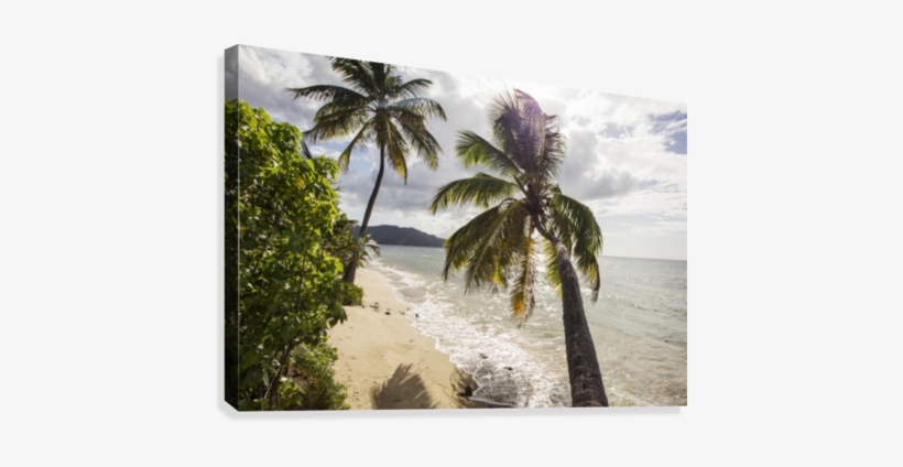 Two Palm Trees On The Beach With Sun Flare - Beach, transparent png