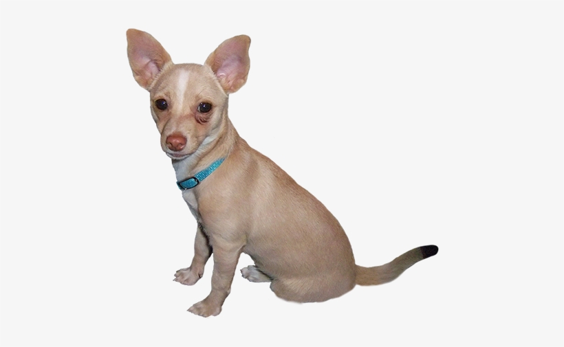 Dog Clip Art - Small Dog Clip Art, transparent png