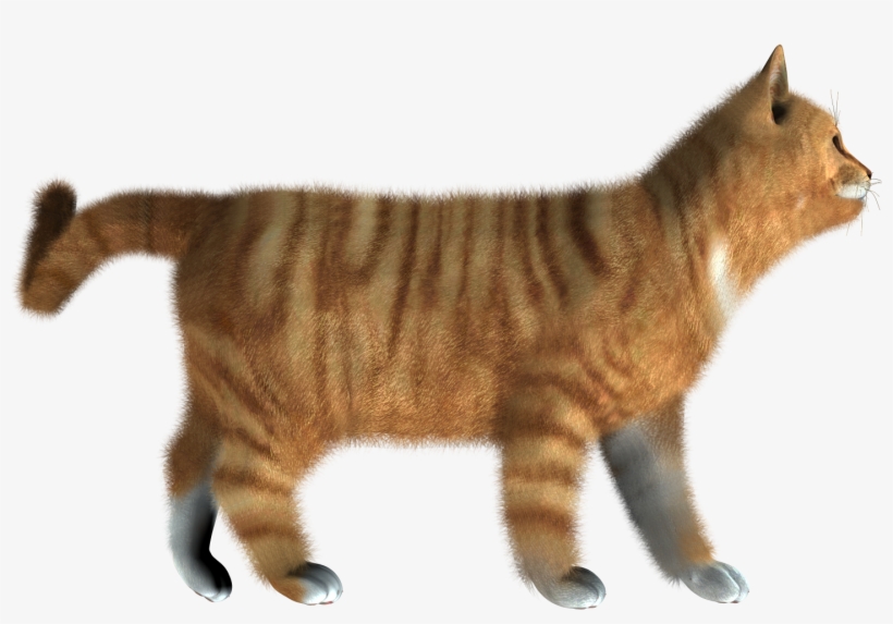 Kitten Png Pic - Cat Hd Images Png, transparent png
