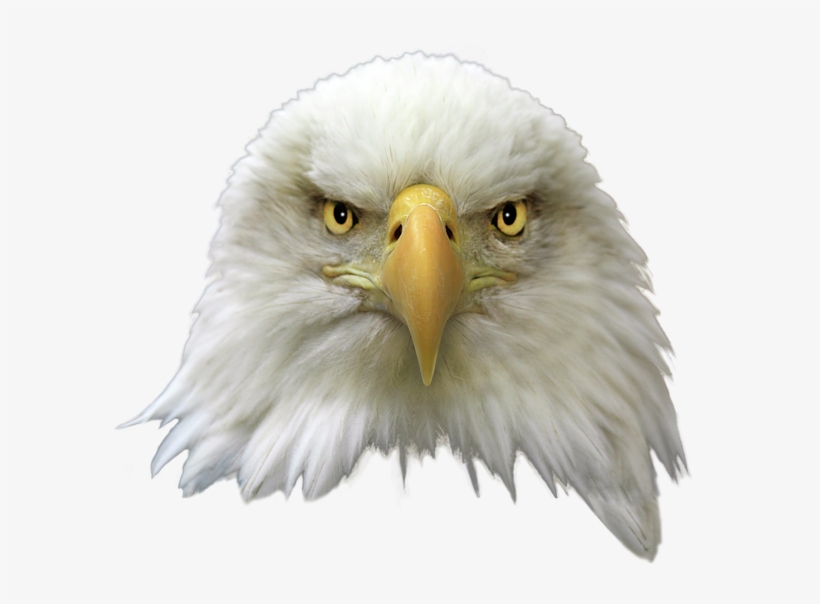 Bald Eagle Png Transparent Image - Bald Eagle Head Transparent, transparent png