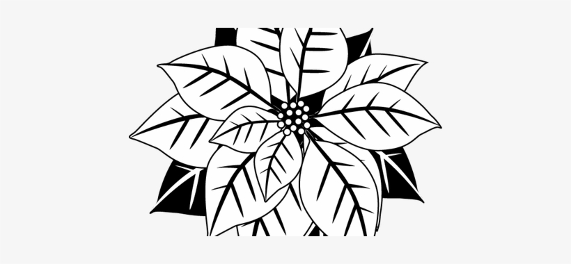 Download Wallpaper Poinsettia Clipart Border Full Wallpapers - Letterpressed Mistletoe Coasters - Hautepapier, transparent png
