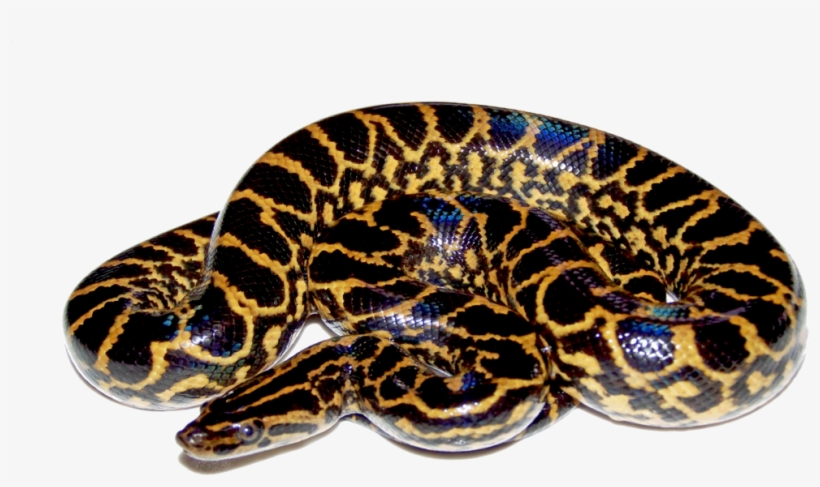 Anaconda Png Hd - Anaconda Png, transparent png