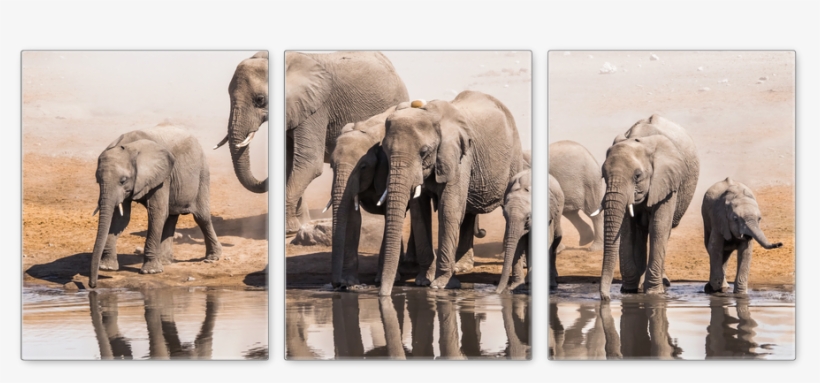 Black And White Elephant Animals Canvas Wall Art Modern, transparent png