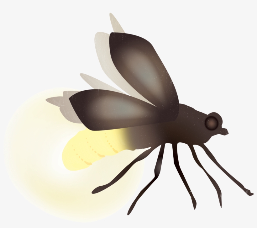 Damselfly, transparent png