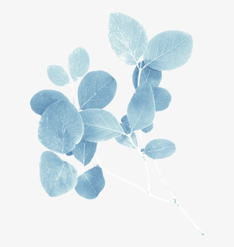 Element Ladypapillon ❤ Liked On Polyvore Featuring - American Aspen, transparent png