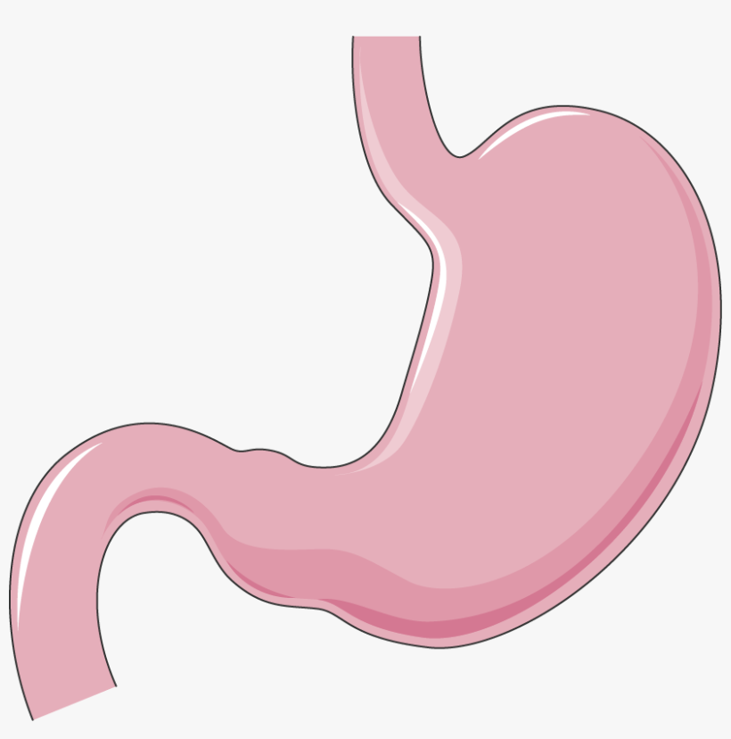 Stomach, transparent png