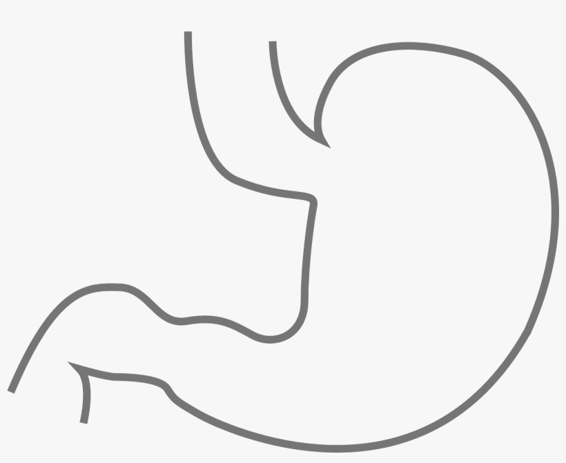 Stomach - Stomach Black And White, transparent png