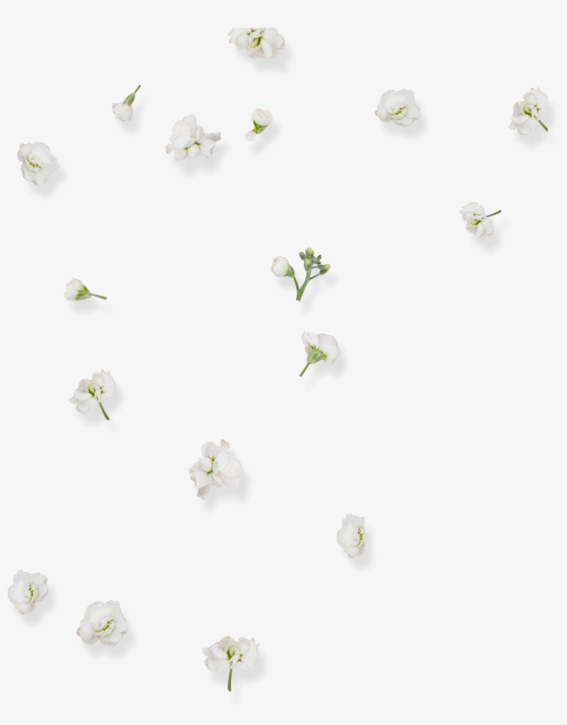 This Graphics Is White Beautiful Flower Decoration, transparent png