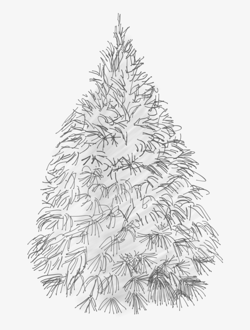 White Pine Sketch, transparent png