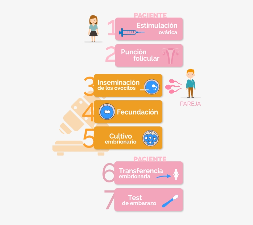 Fases De La Fecundación In Vitro Con Semen De La Pareja, transparent png