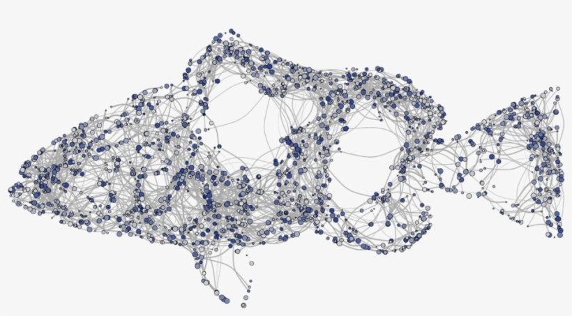 Fish Diff 01-01, transparent png