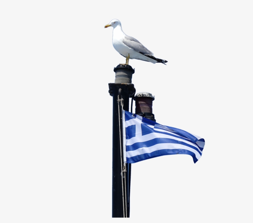 Seagul Png, transparent png