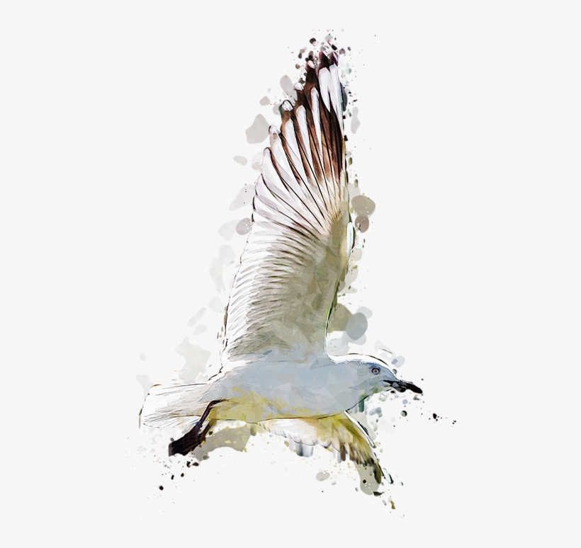 Click And Drag To Re-position The Image, If Desired, transparent png