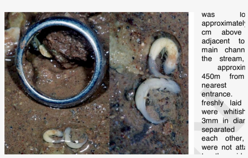 Developing Larvae Of The Cave Salamander, Eurycea Lucifuga,, transparent png