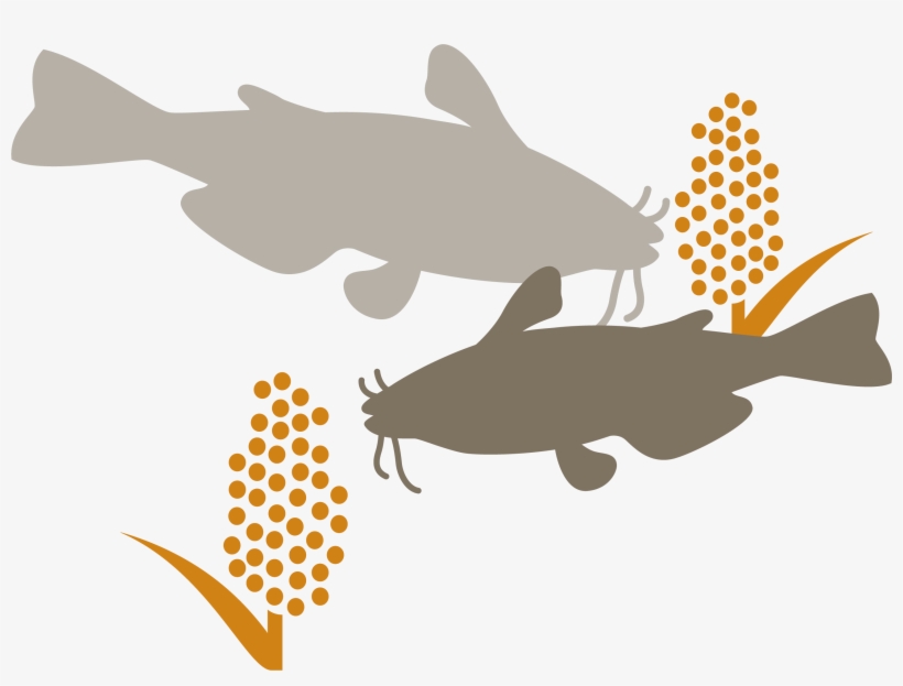 Catfish, transparent png