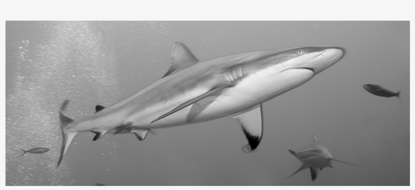 Sharks, transparent png
