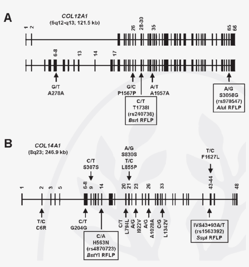 A And B A Schematic Representation Of The Exon And, transparent png