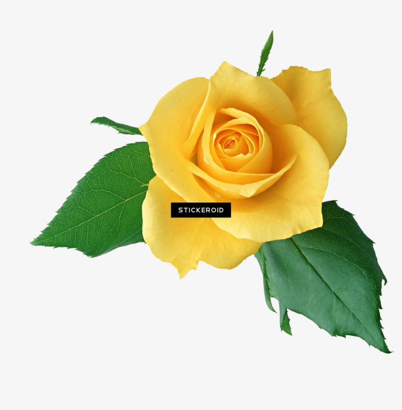 Yellow Rose Flowers, transparent png