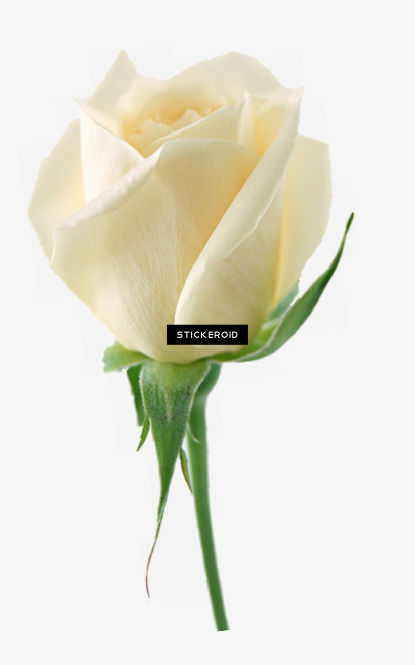 White Rose Flower White Rose Roses, transparent png