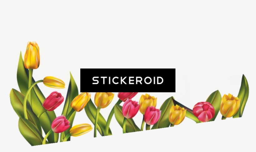 Tulip Flower, transparent png