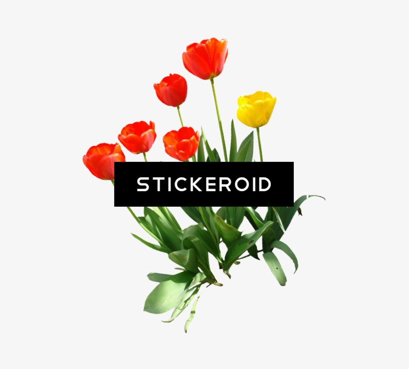 Tulip Flower, transparent png