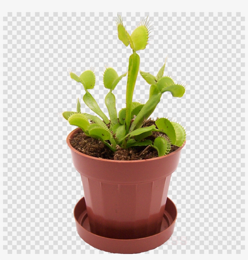 Venus Fly Trap No Background Clipart Venus Flytrap, transparent png