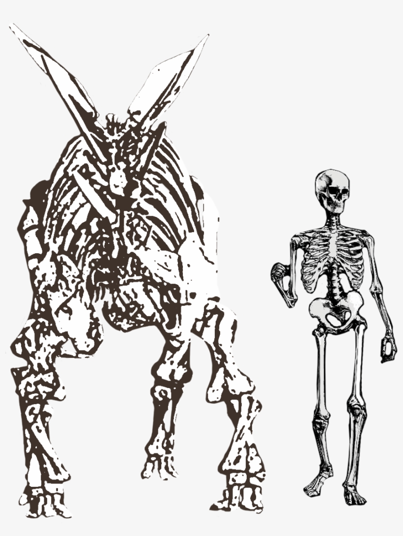 Stegosaurus Stenops, transparent png