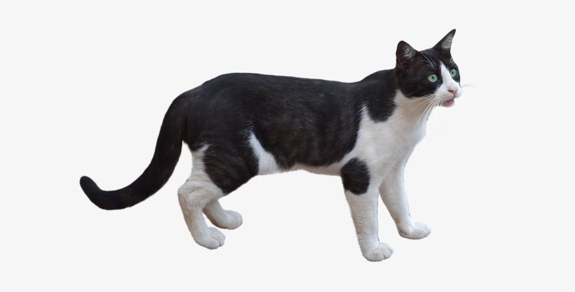 Cat, transparent png