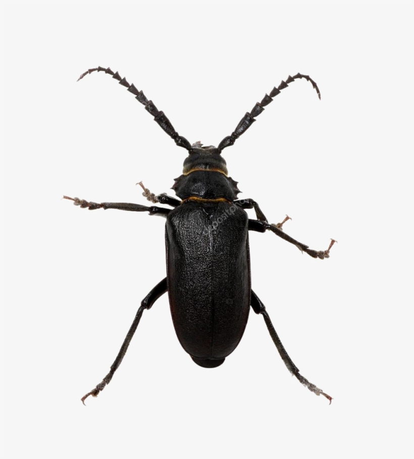 Black Beetle Png Pic, transparent png