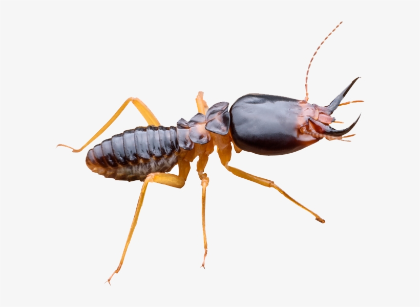 Long Lasting Termite Elimination, transparent png