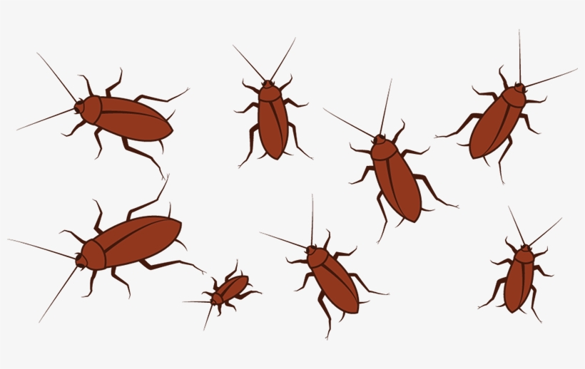 Areas Such As Cockroaches And Ants, Areas Don't Necessarily, transparent png