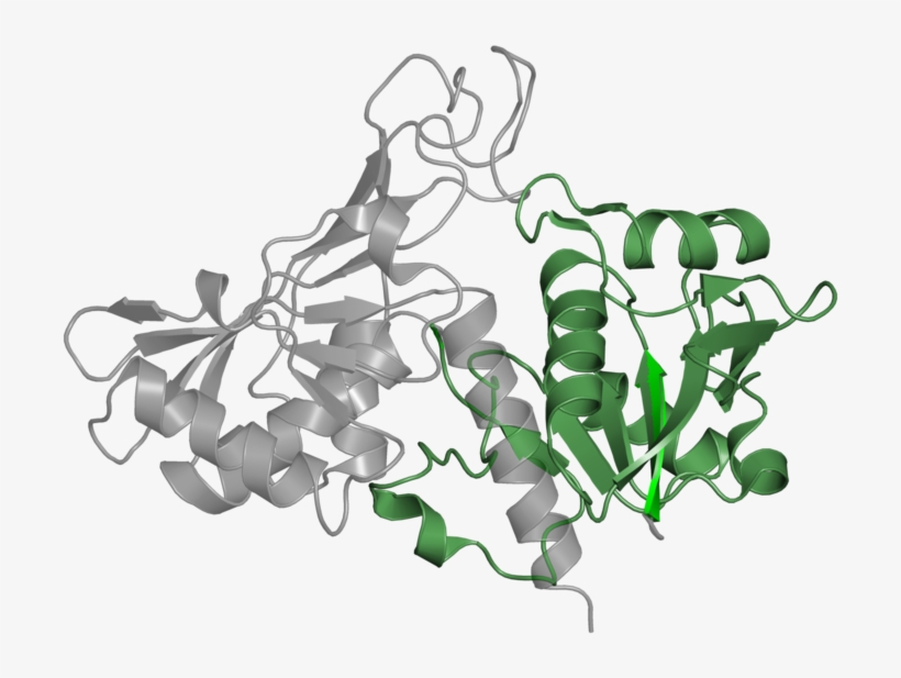 <div Class='caption-body'>1 Copy Of Pfam Domain, transparent png