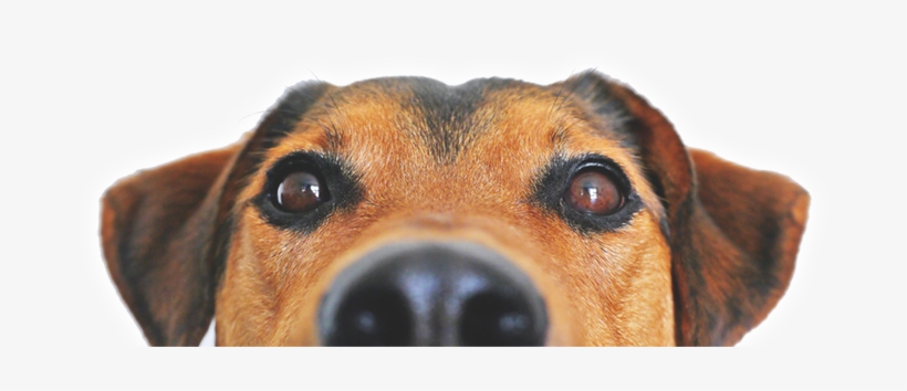 Merry Christmas And A Happy New Year From The Staff, transparent png