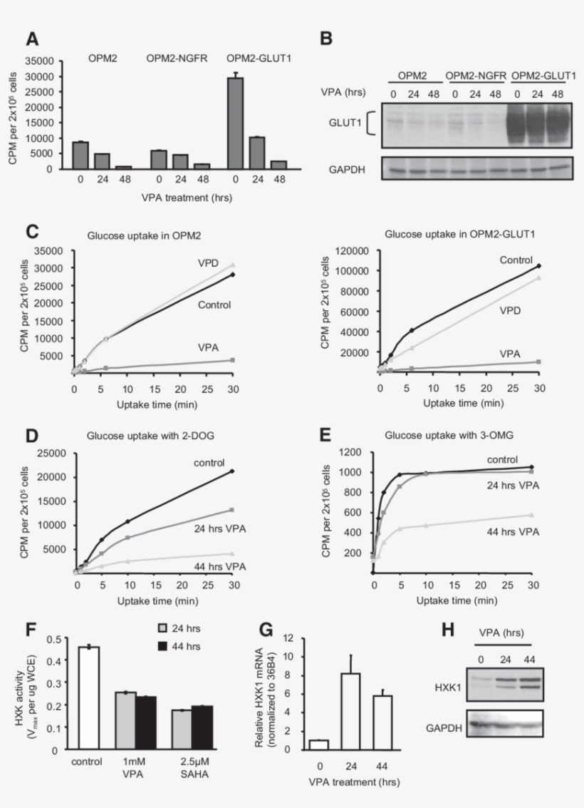 A, Opm2 Cells Uninfected Or Stably Infected With Empty, transparent png