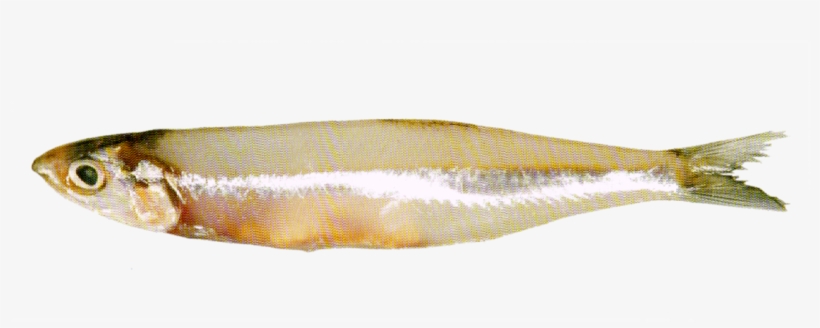 White Bait, transparent png