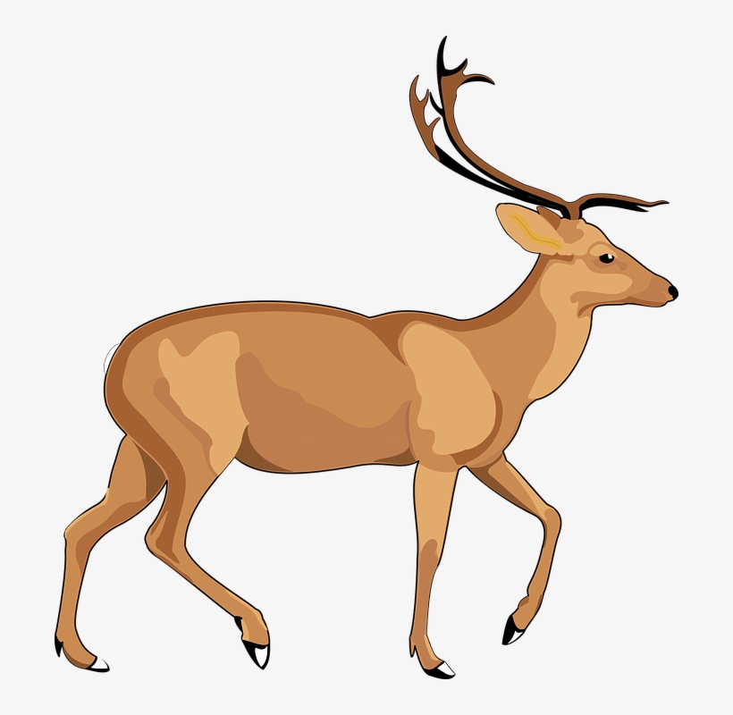 Elk Png, transparent png