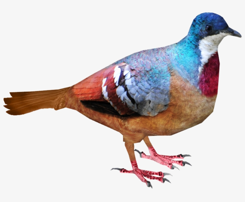 Mindanao Bleeding Heart, transparent png