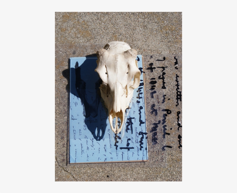 Sunprints Skull And Writing, transparent png